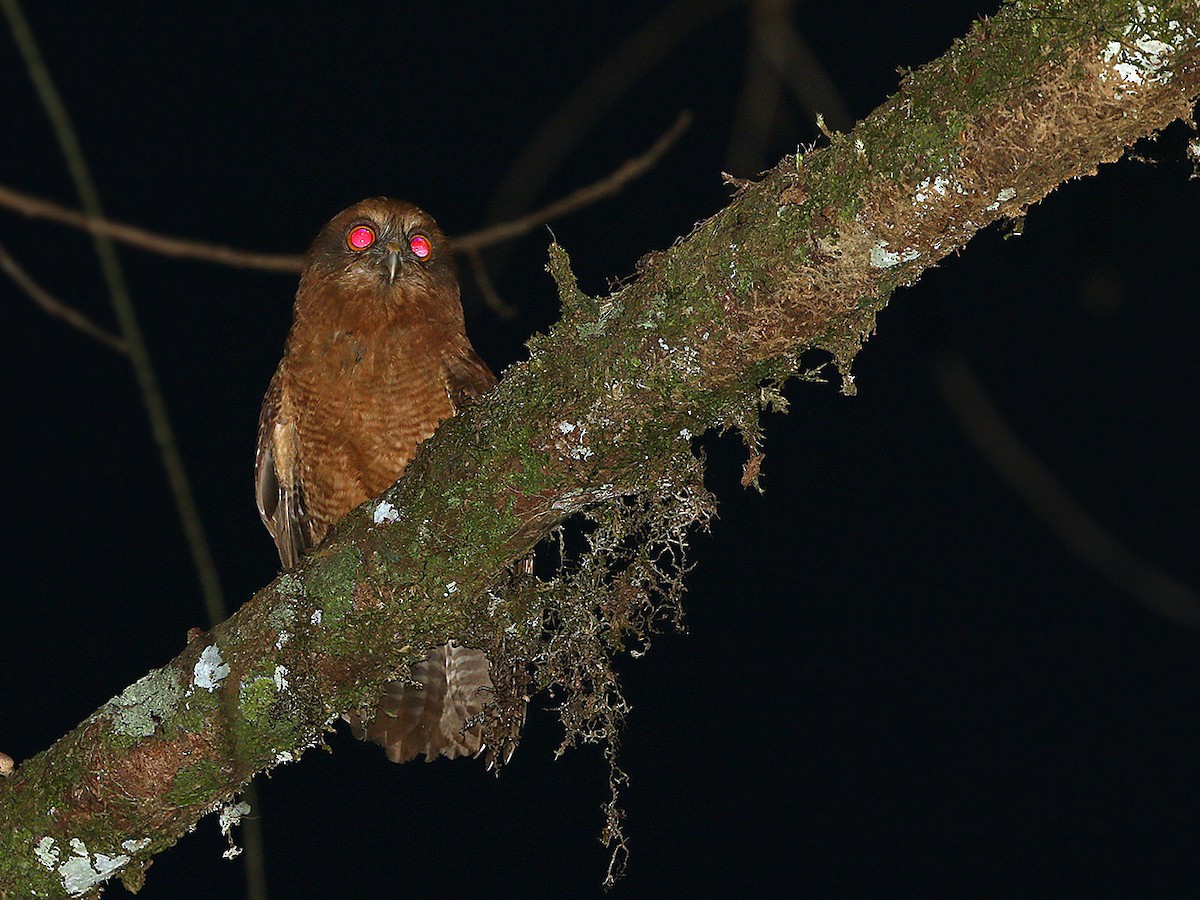 Buruvalkuil - Ninox hantu