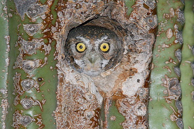 Cactusuil - Micrathene whitneyi