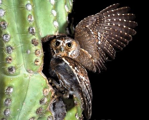 Cactusuil - Micrathene whitneyi