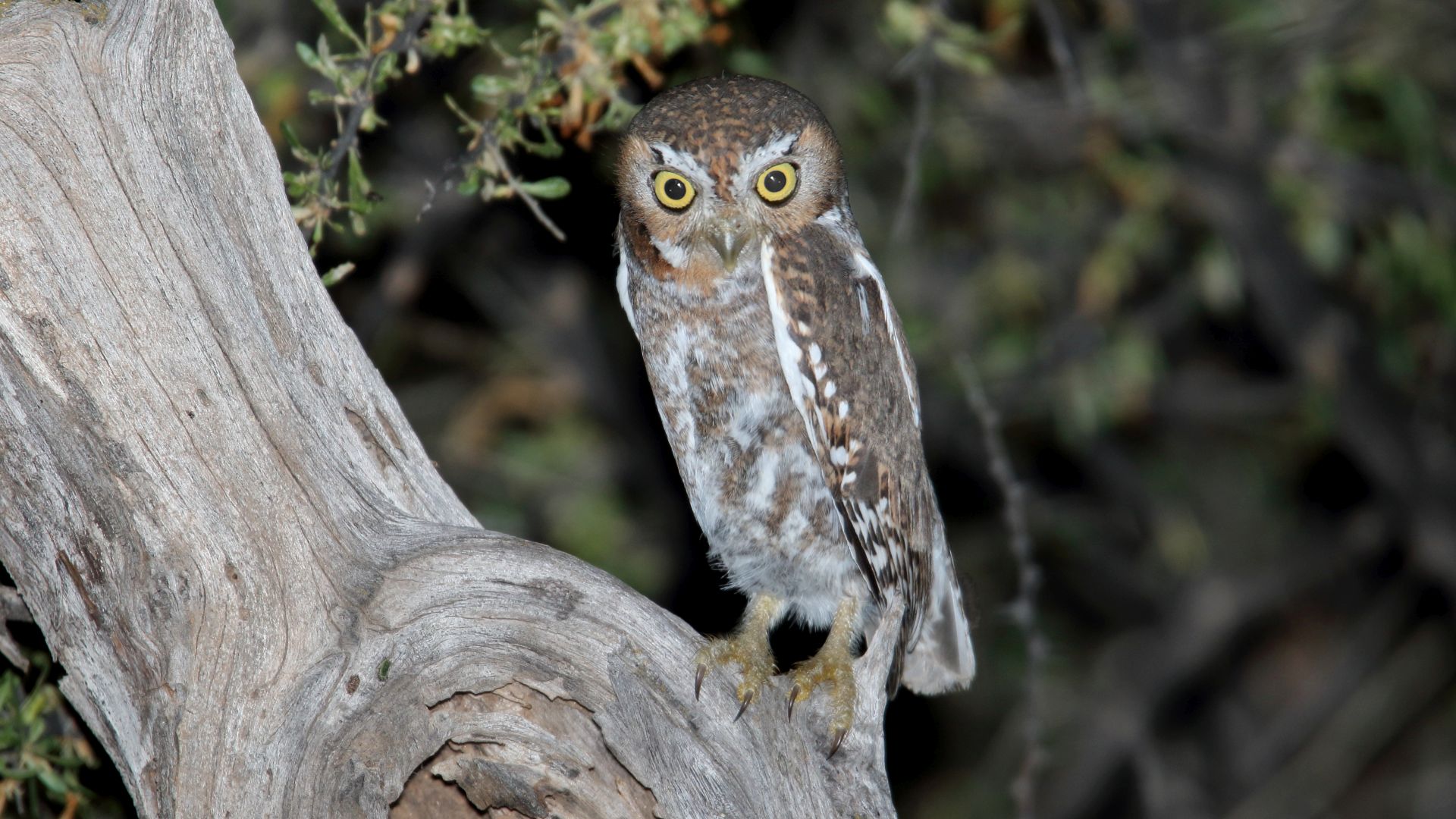 Cactusuil - Micrathene whitneyi