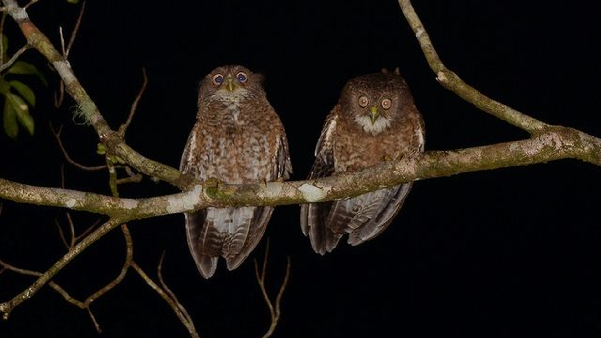 Camiguinvalkuil - Ninox leventisi