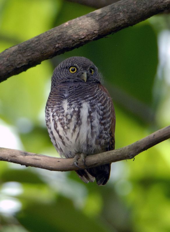 Ceylonese Dwerguil - Glaucidium castanotum