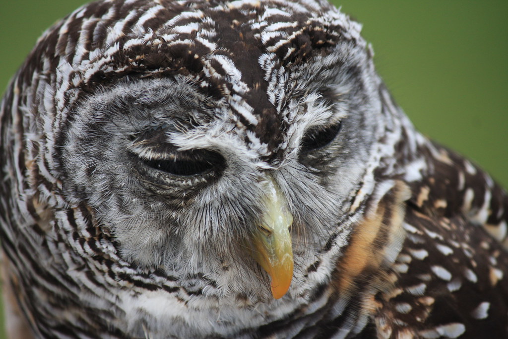 Chaco-bosuil - Strix chacoensis