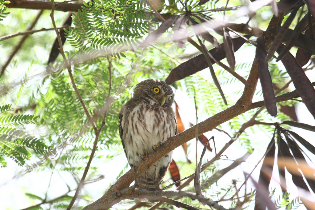 Colima dwerguil - Glaucidium palmarum