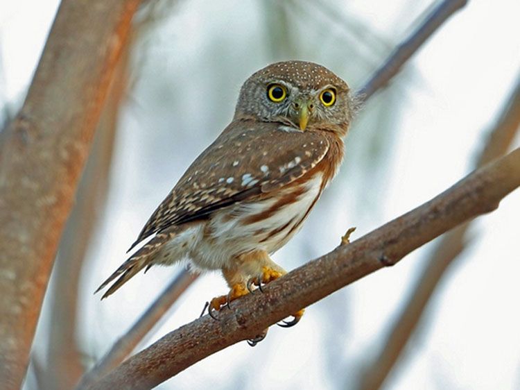 Colima dwerguil - Glaucidium palmarum