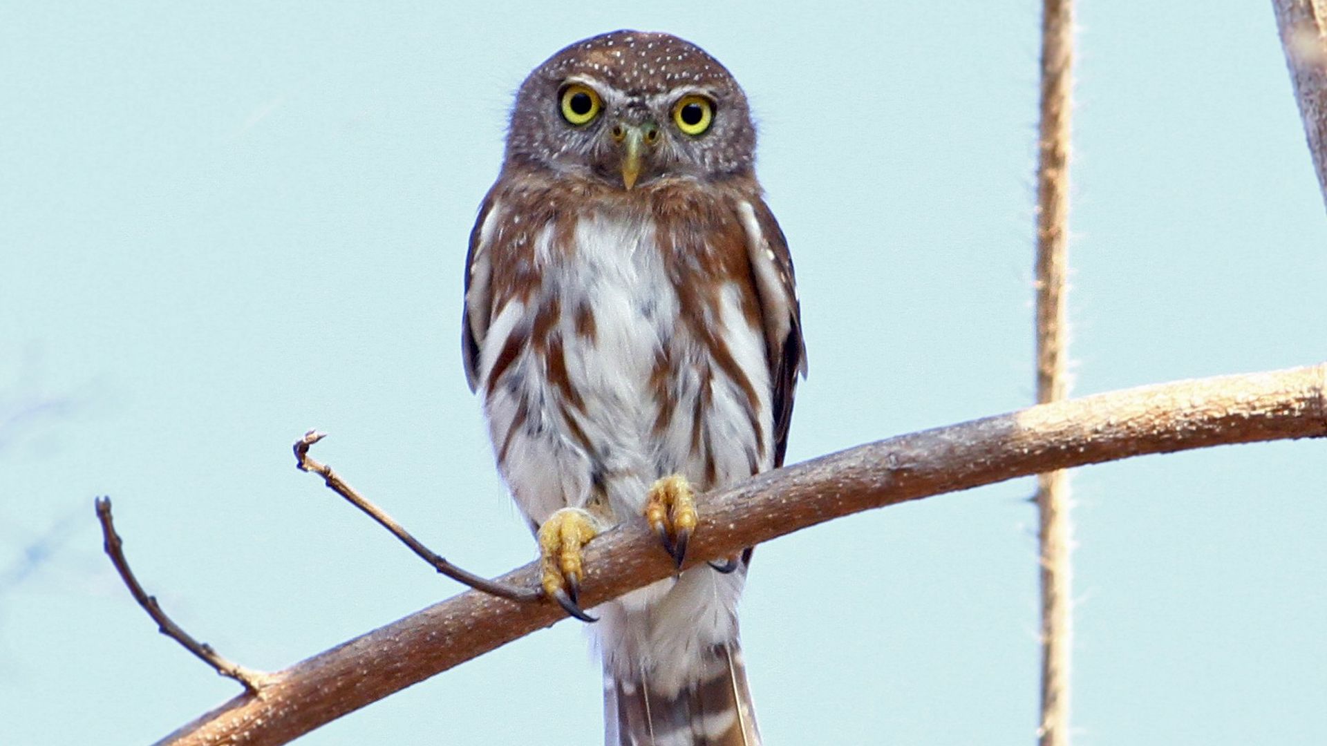 Colima dwerguil - Glaucidium palmarum