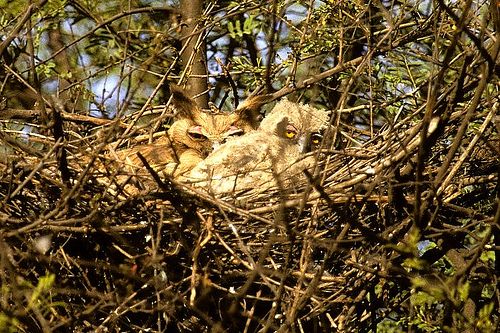 Coromandeloehoe - Bubo coromandus