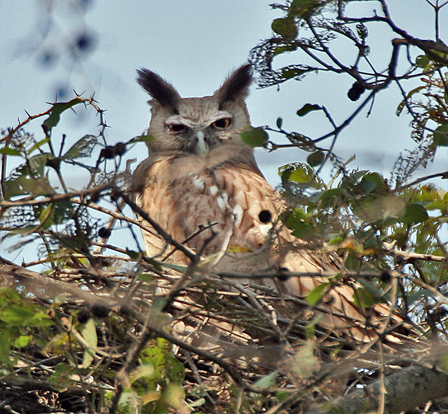 Coromandeloehoe - Bubo coromandus