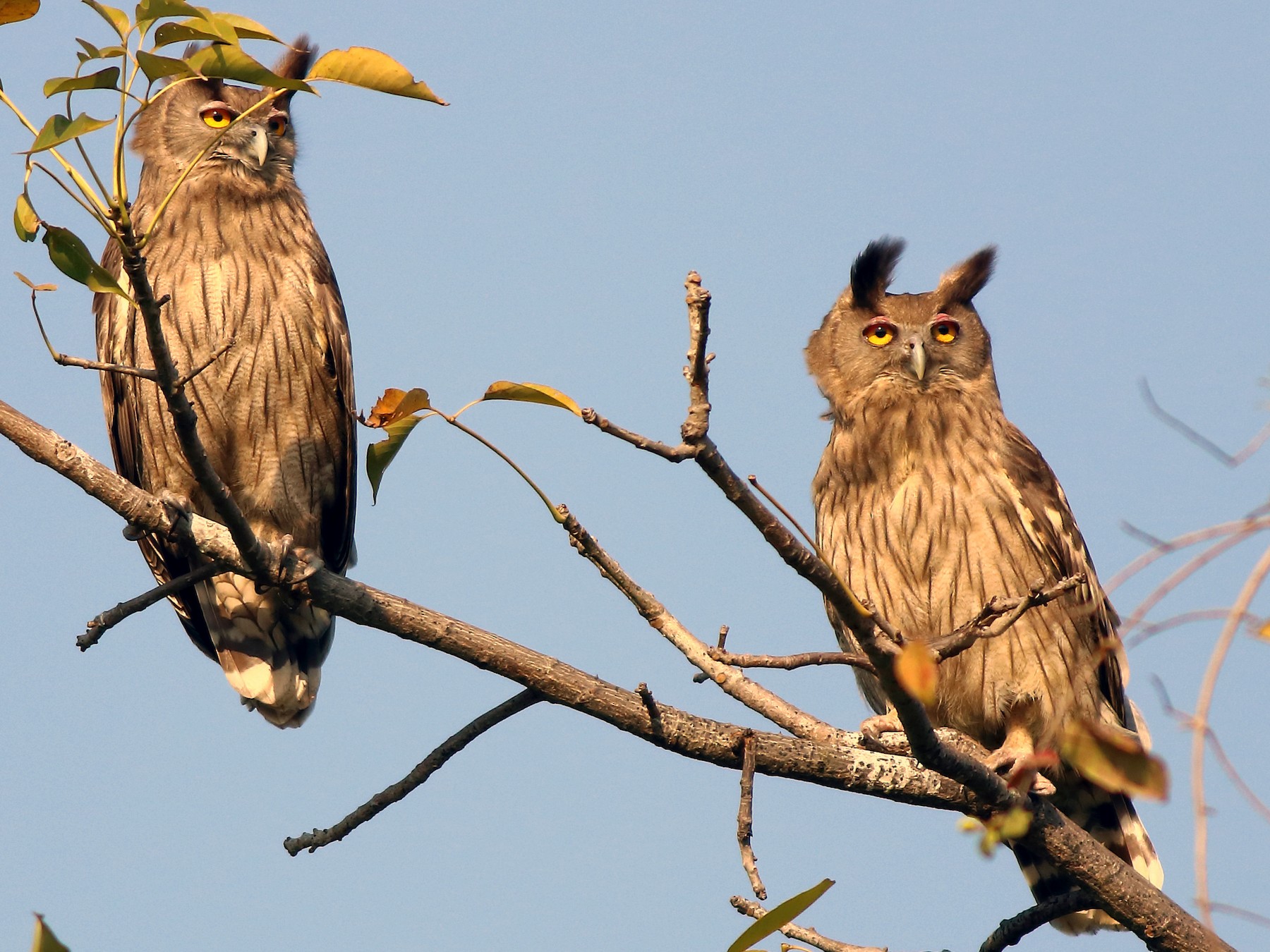 Coromandeloehoe - Bubo coromandus