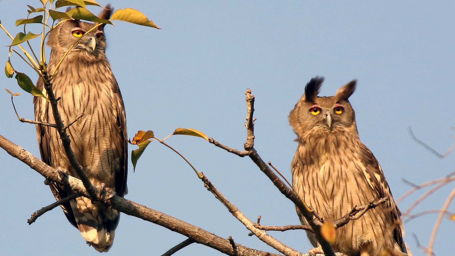 Coromandeloehoe - Bubo coromandus