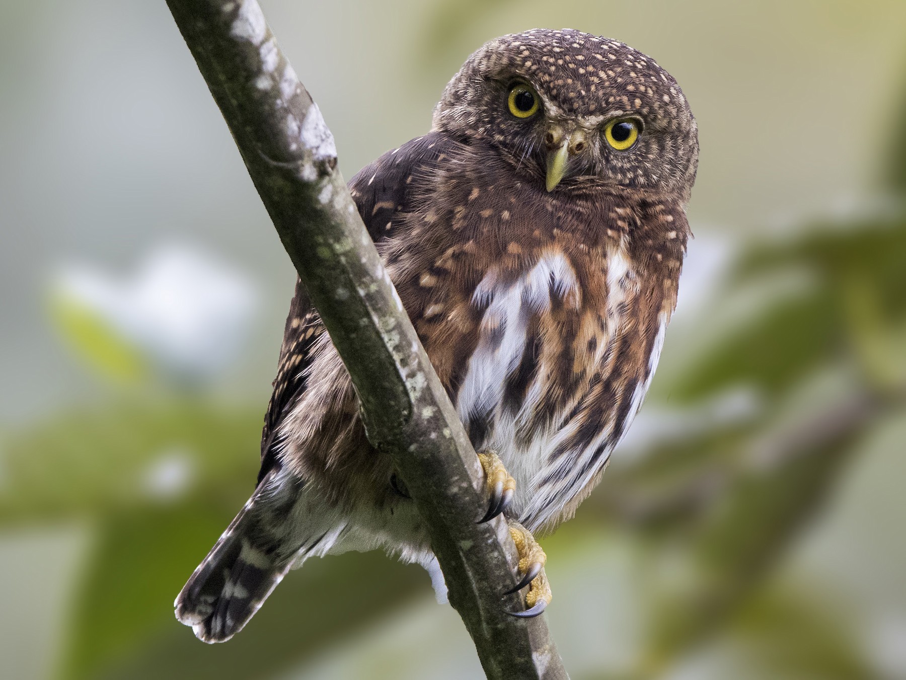 Costa Ricaanse dwerguil - Glaucidium costaricanum