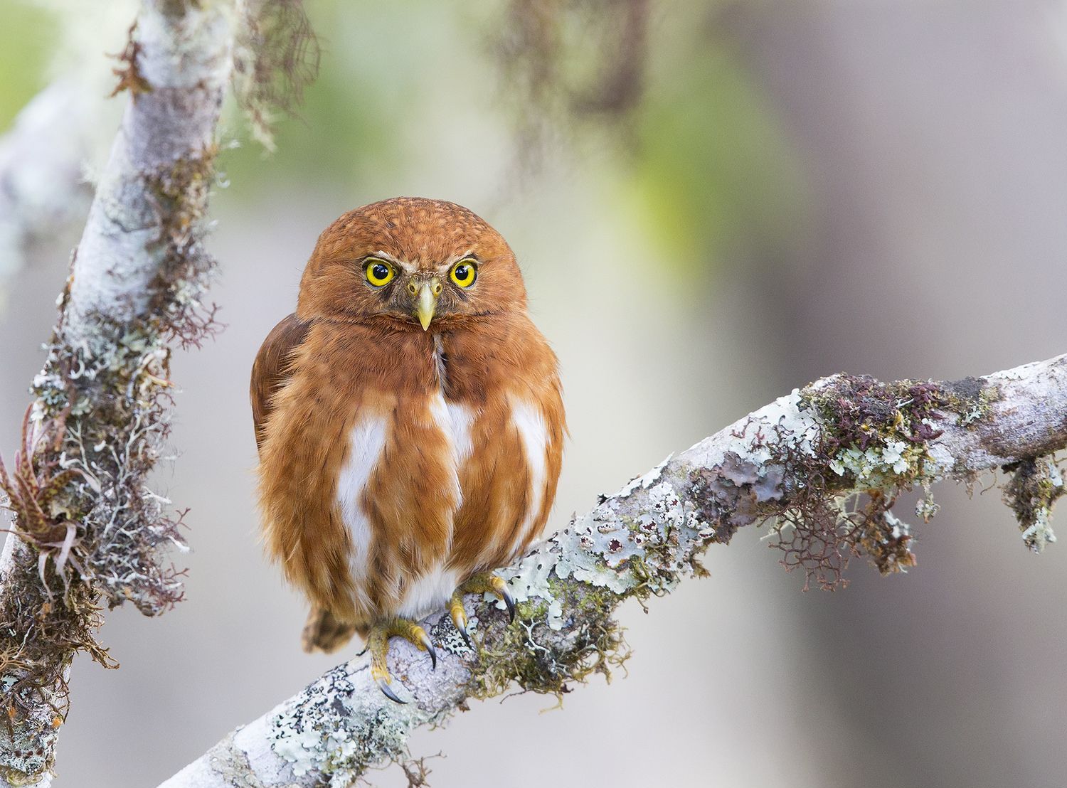 Costa Ricaanse dwerguil - Glaucidium costaricanum