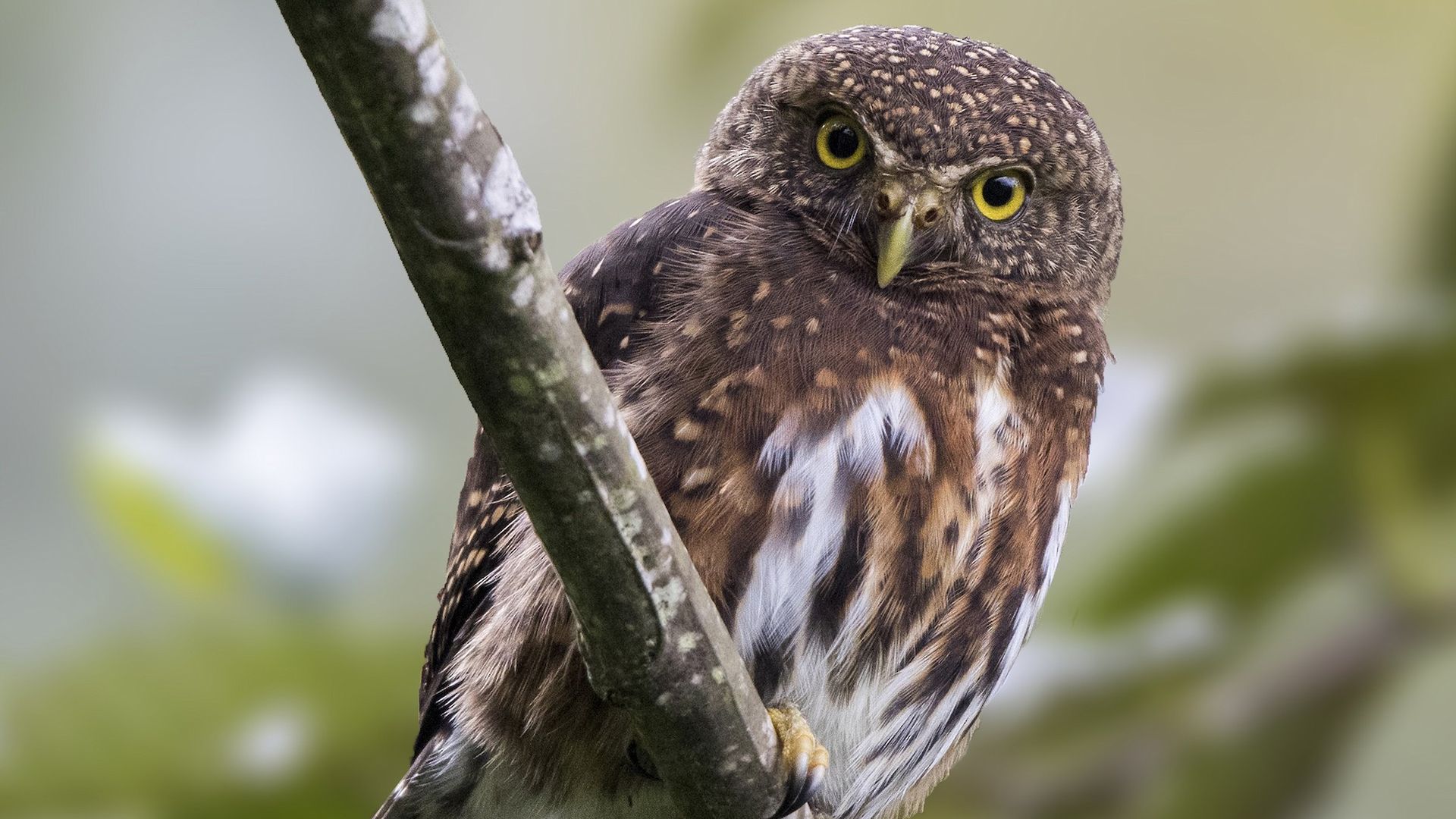 Costa Ricaanse dwerguil - Glaucidium costaricanum