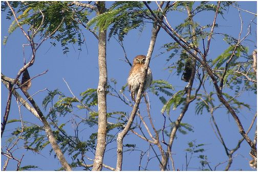 Cubaanse dwerguil - Glaucidium siju