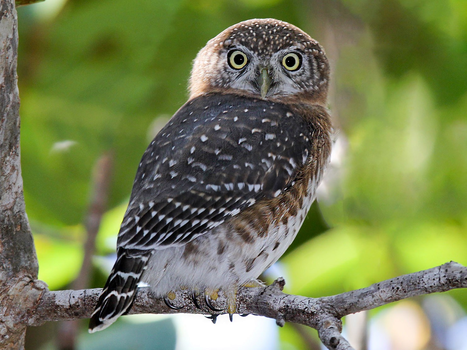 Cubaanse dwerguil - Glaucidium siju