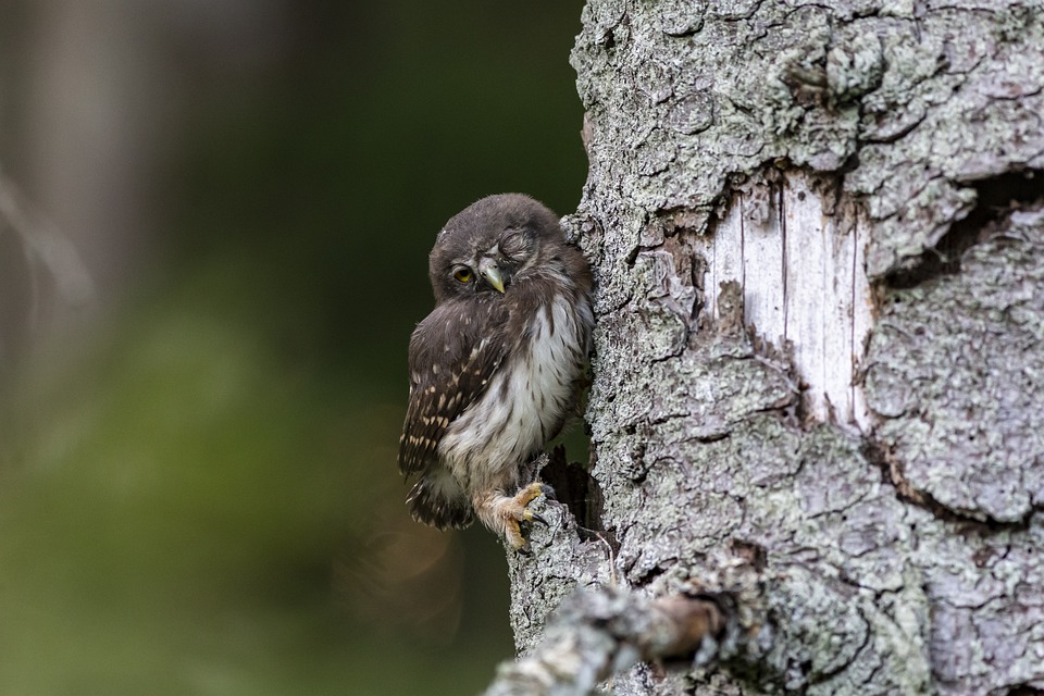 Dwerguil - Glaucidium passerinum