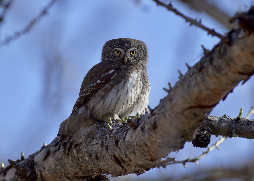 Dwerguil - Glaucidium passerinum