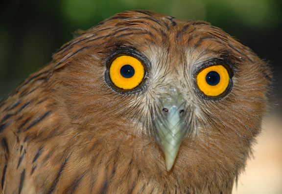 Filippijnse oehoe - Bubo philippensis