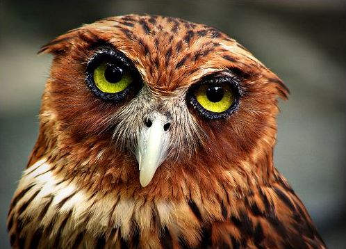 Filippijnse oehoe - Bubo philippensis