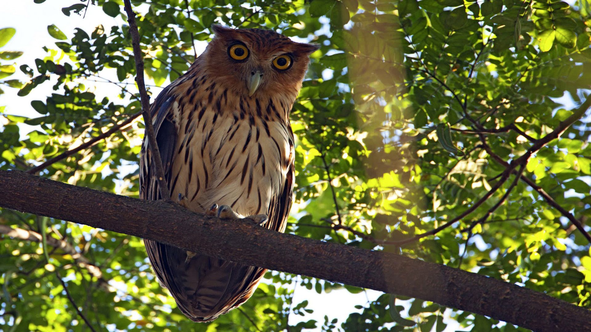 Filippijnse oehoe - Bubo philippensis