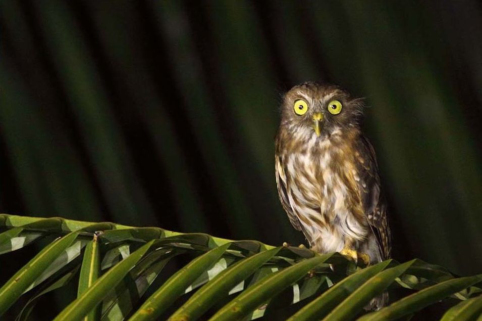 Filippijnse valkuil - Ninox philippensis