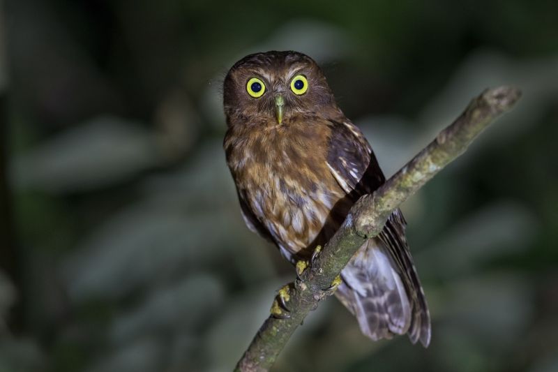Filippijnse valkuil - Ninox philippensis