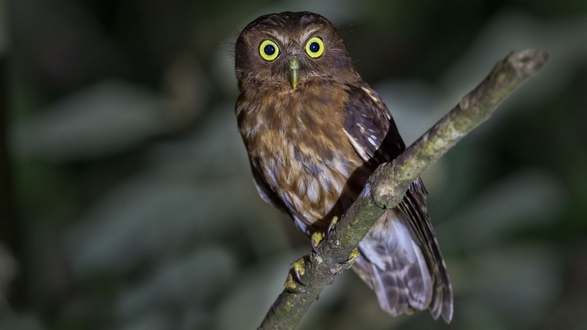 Filippijnse valkuil - Ninox philippensis