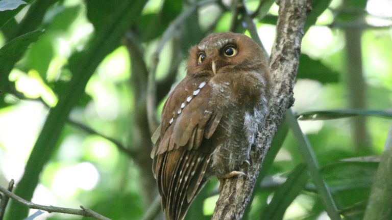 Flores-dwergooruil - Otus alfredi