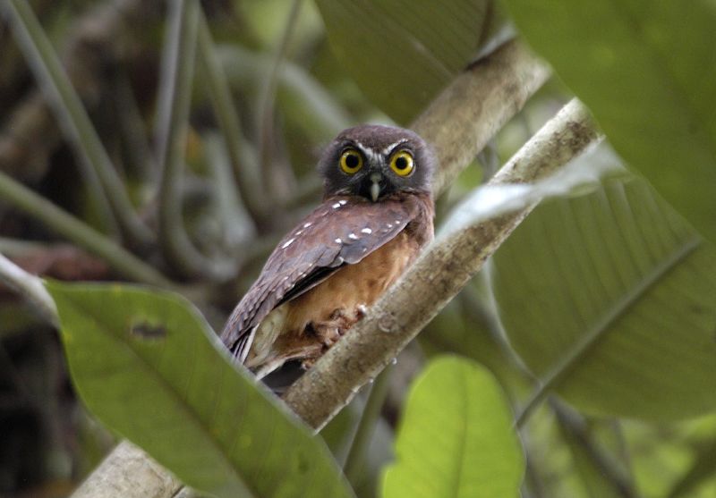 Geelbuik valkuil - Ninox ochracea