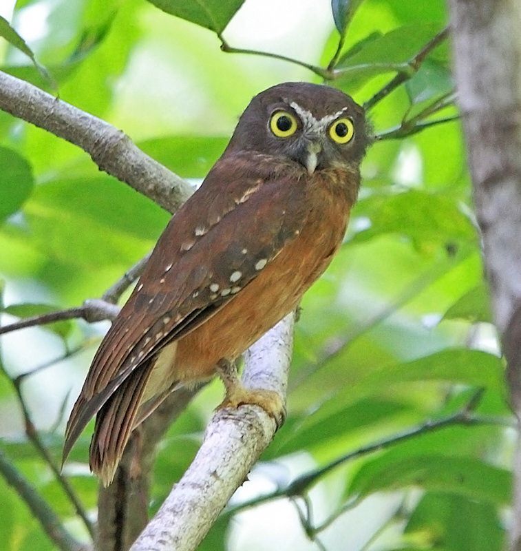 Geelbuik valkuil - Ninox ochracea