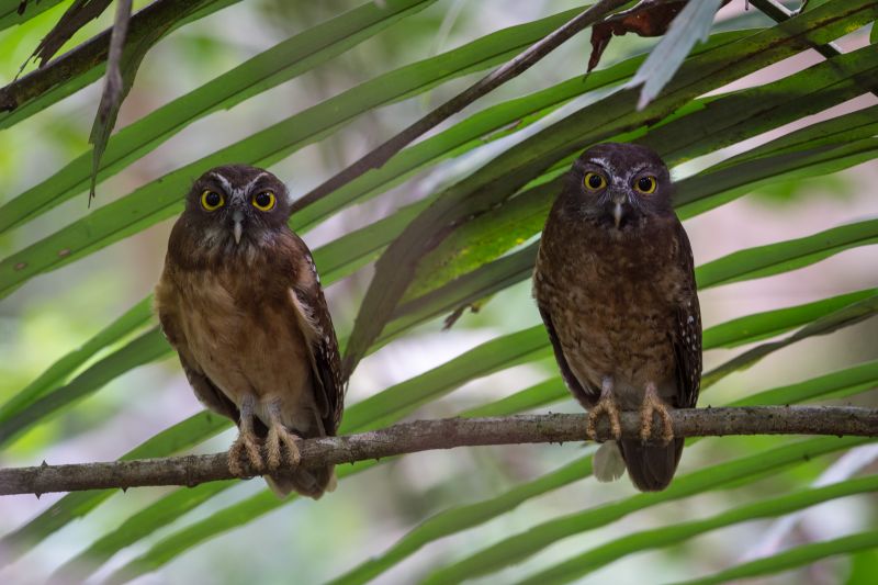 Geelbuik valkuil - Ninox ochracea