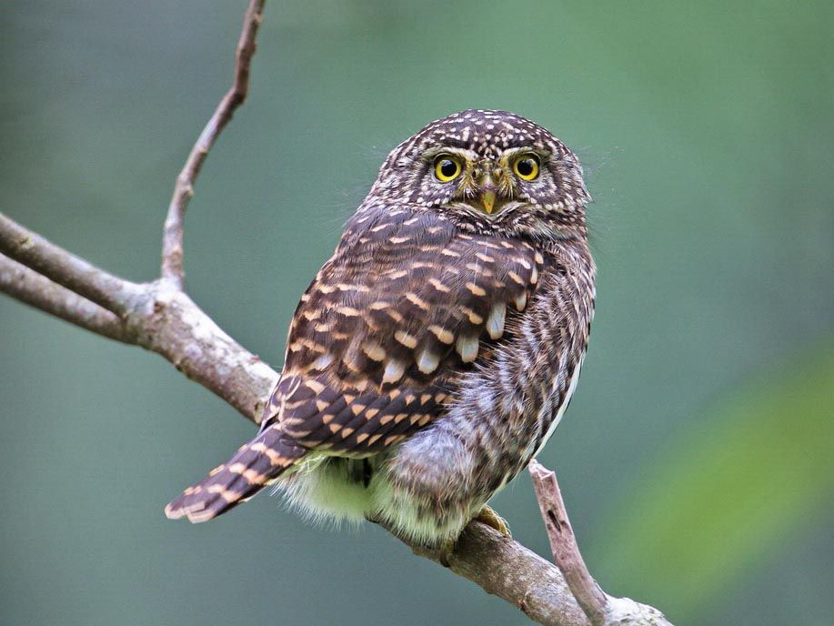 Gekraagde dwerguil - Glaucidium brodiei