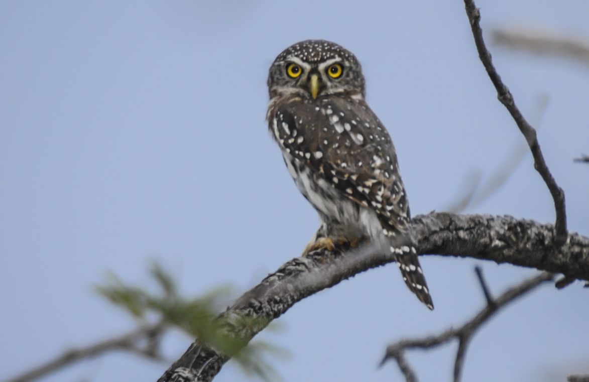 Geparelde dwerguil - Glaucidium perlatum