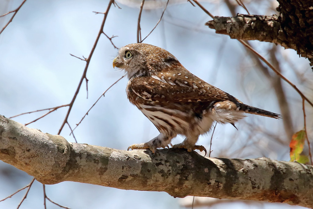 Geparelde dwerguil - Glaucidium perlatum