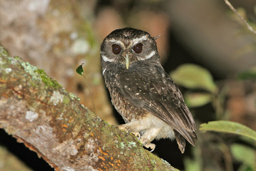 Gespikkelde valkuil - Ninox punctulata