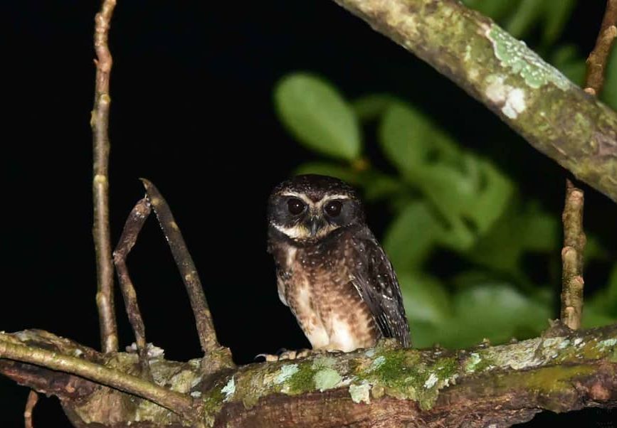 Gespikkelde valkuil - Ninox punctulata