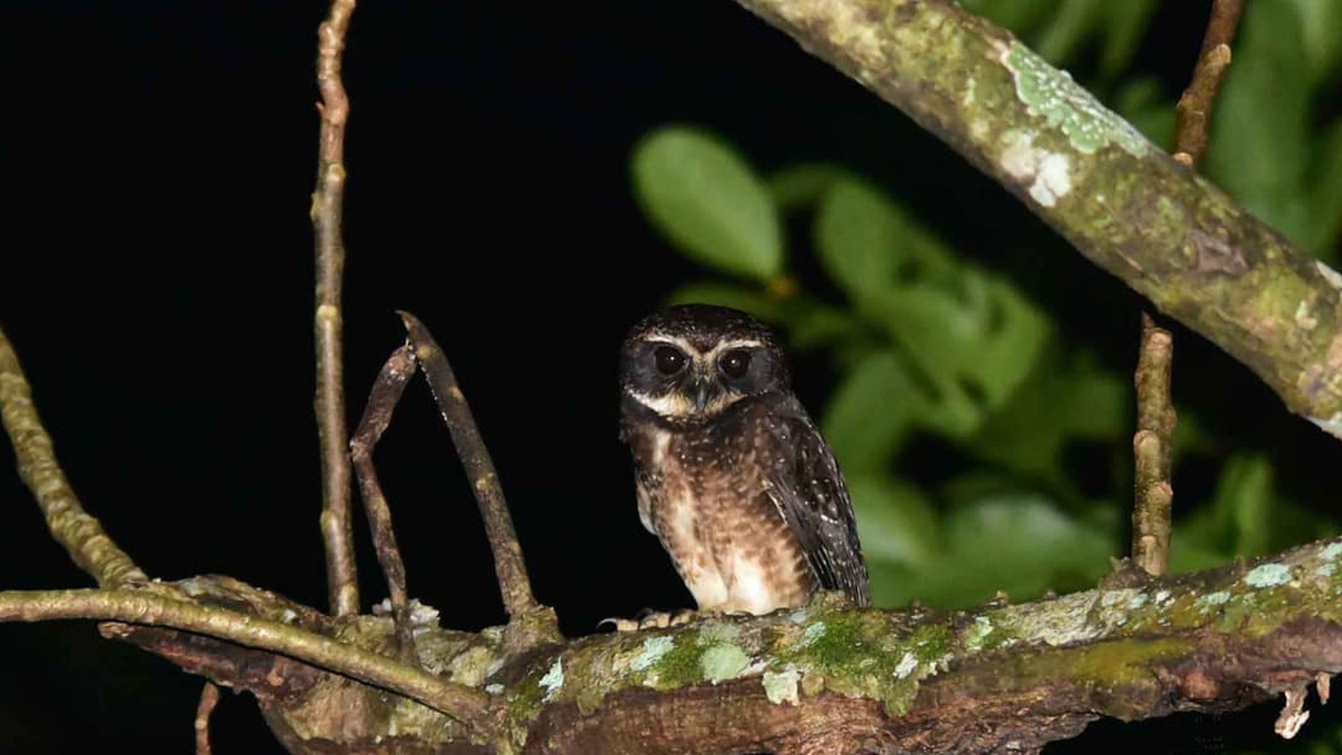 Gespikkelde valkuil - Ninox punctulata