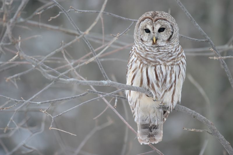 Gestreepte bosuil - Strix varia