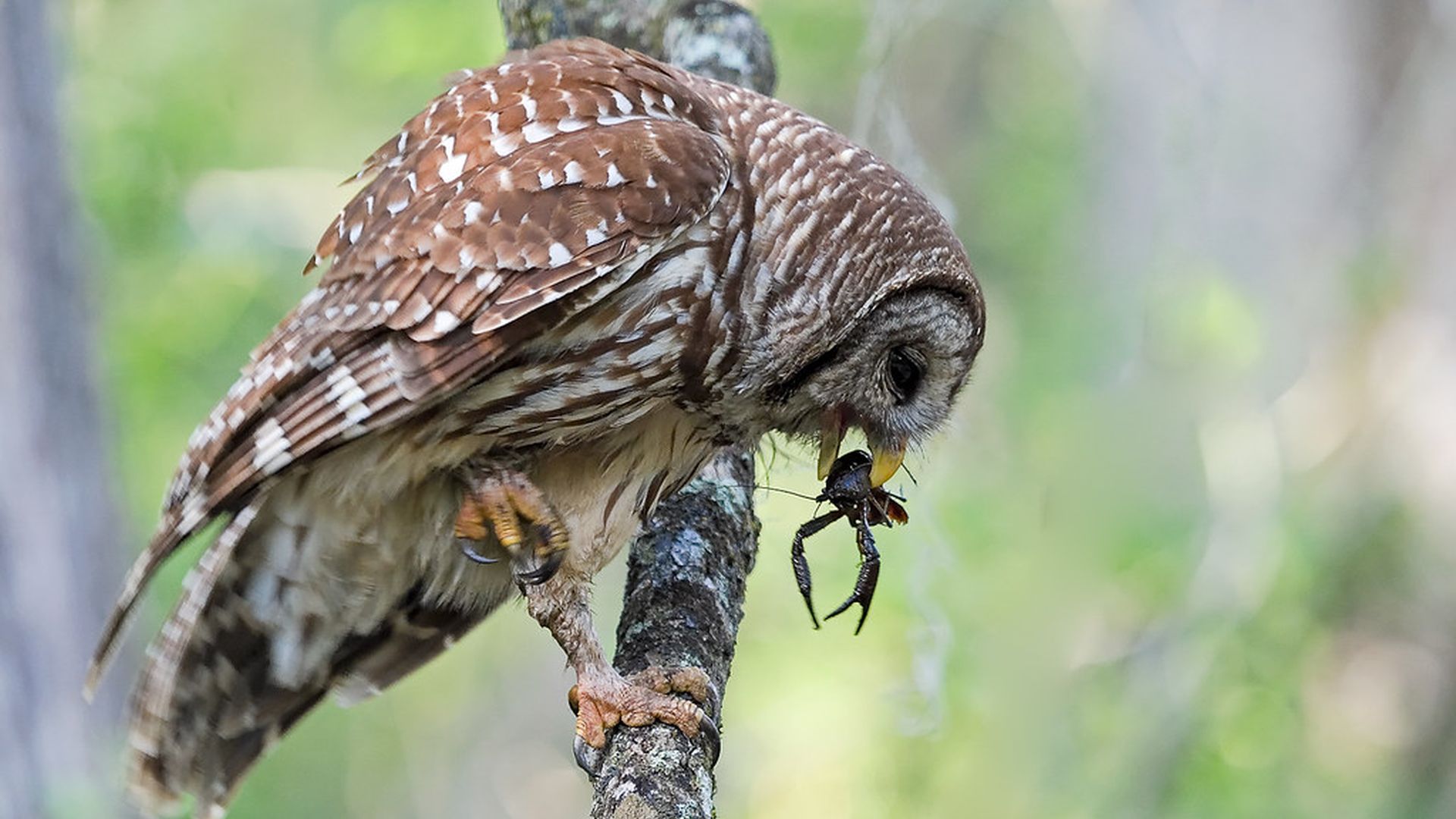 Gestreepte bosuil - Strix varia