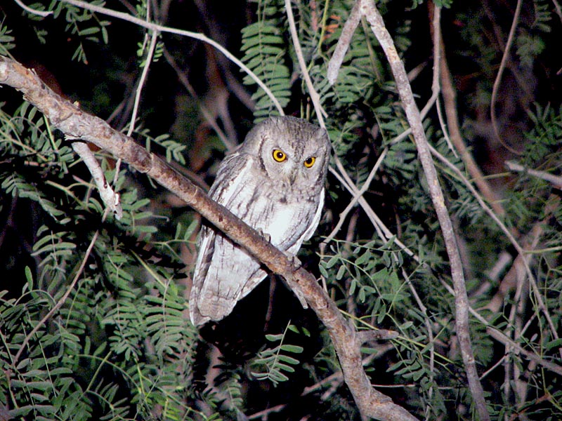 Gestreepte dwergooruil - Otus brucei