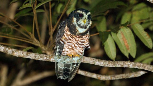 Gestreepte maskeruil - Pulsatrix melanota