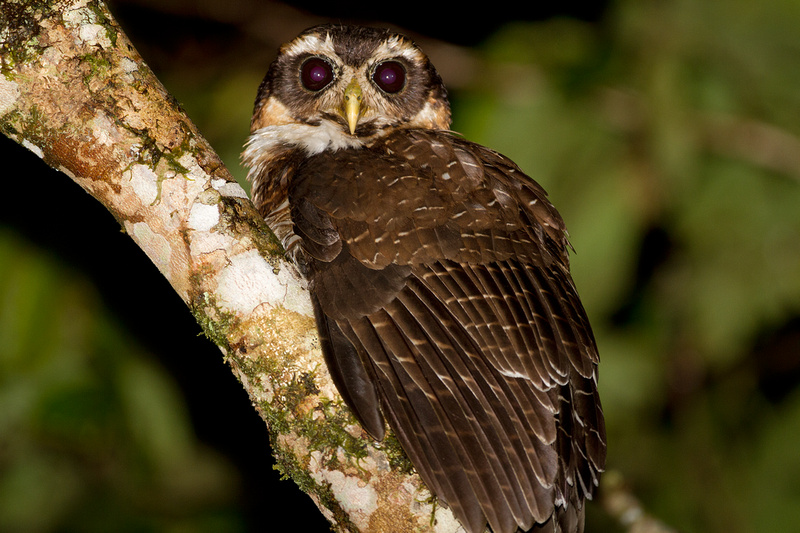 Gestreepte maskeruil - Pulsatrix melanota