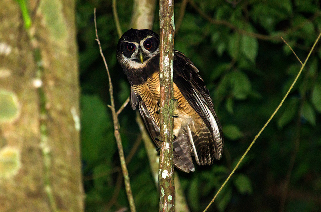 Gestreepte maskeruil - Pulsatrix melanota