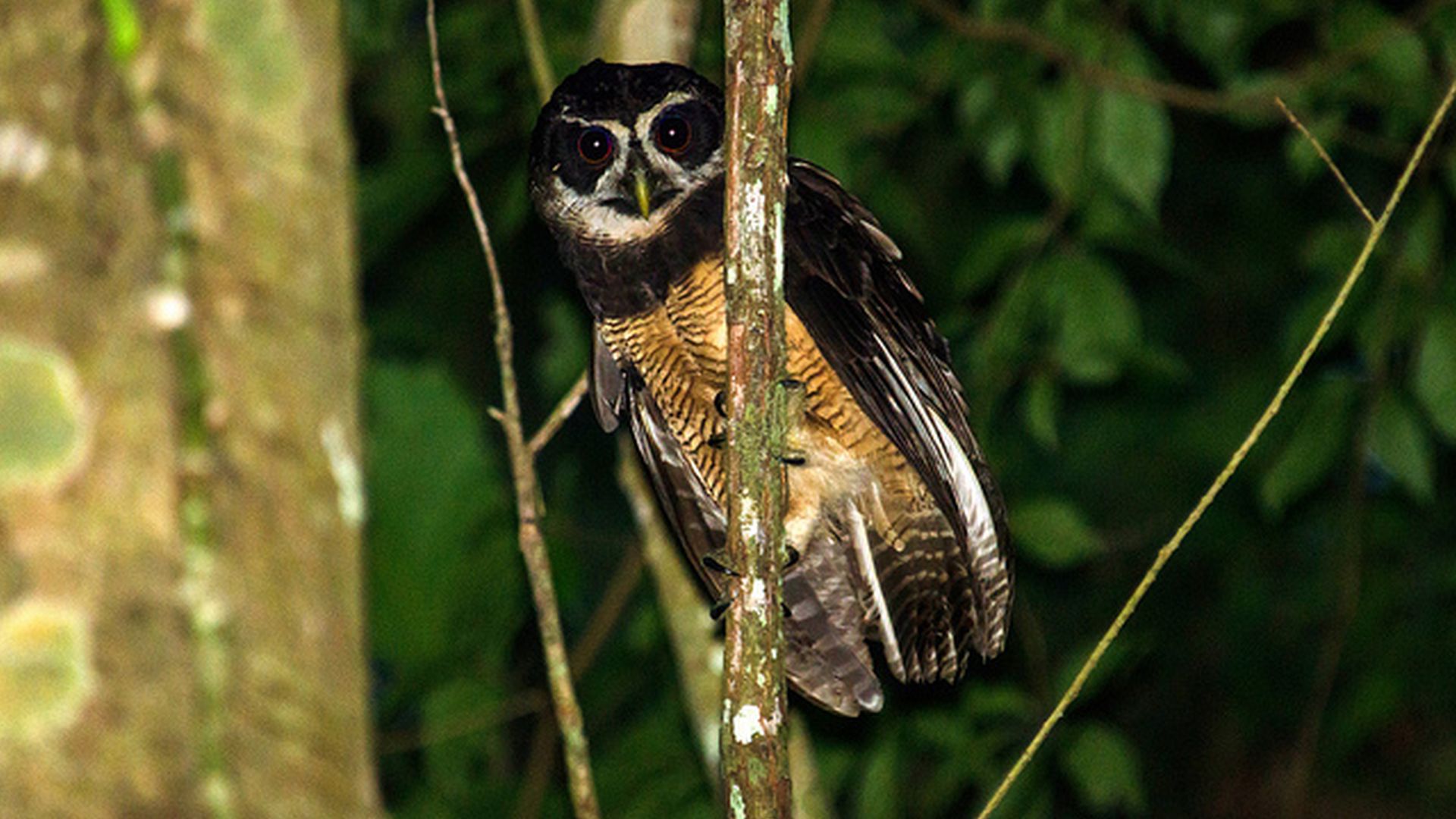 Gestreepte maskeruil - Pulsatrix melanota