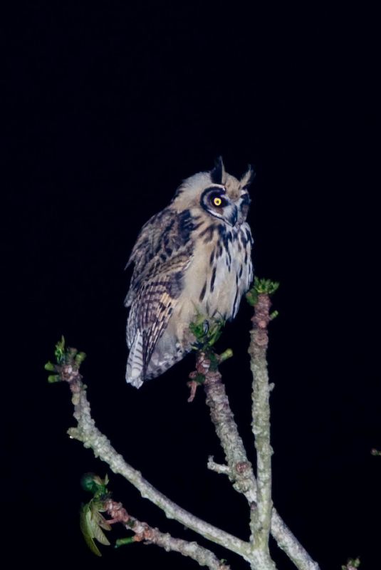 Gestreepte ransuil - Asio clamator