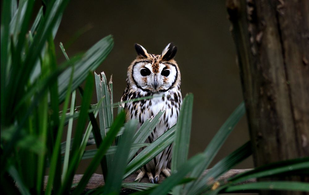 Gestreepte ransuil - Asio clamator