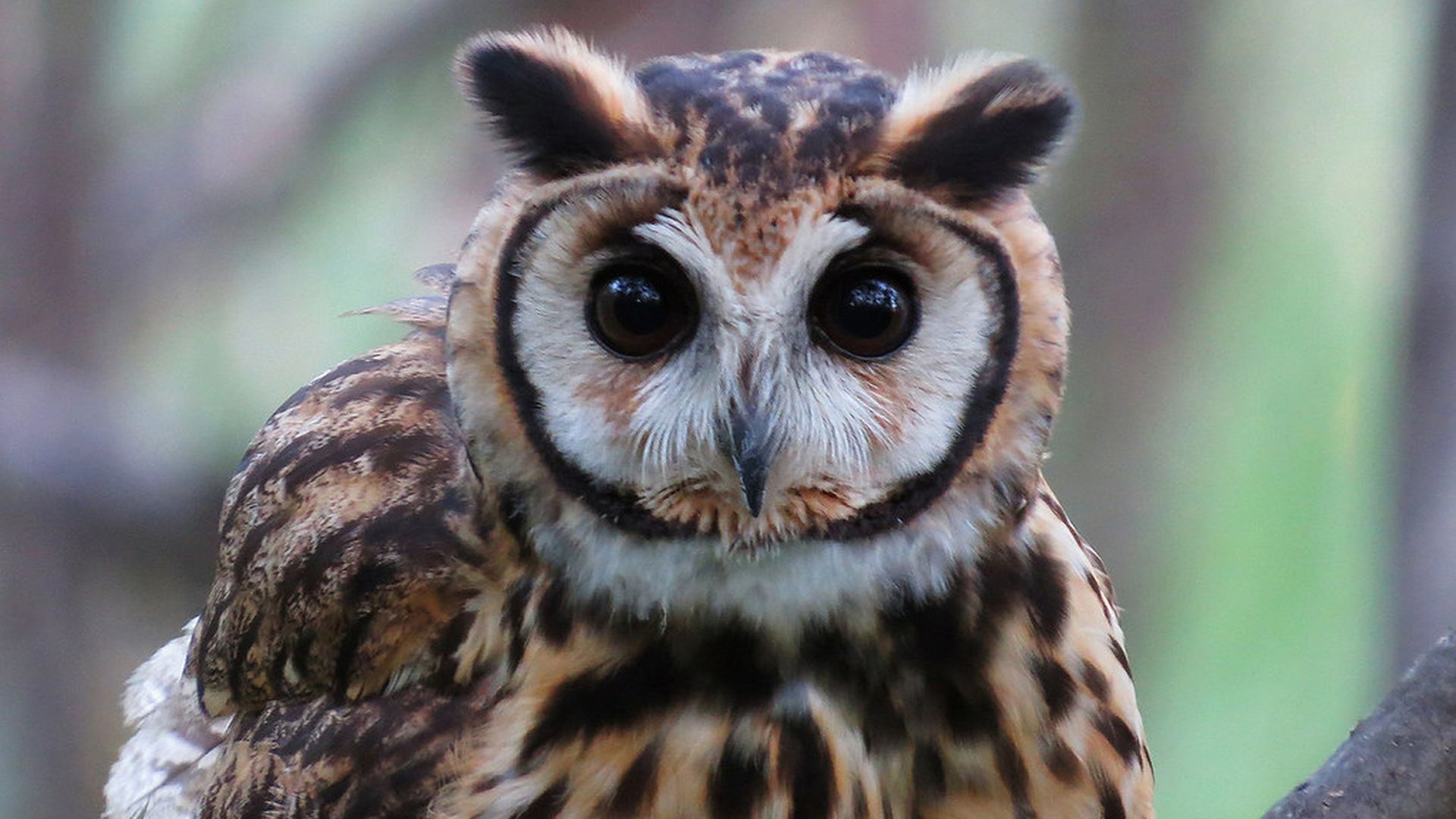 Gestreepte ransuil - Asio clamator