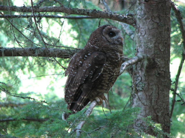 Gevlekte bosuil - Strix occidentalis