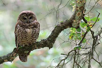 Gevlekte bosuil - Strix occidentalis