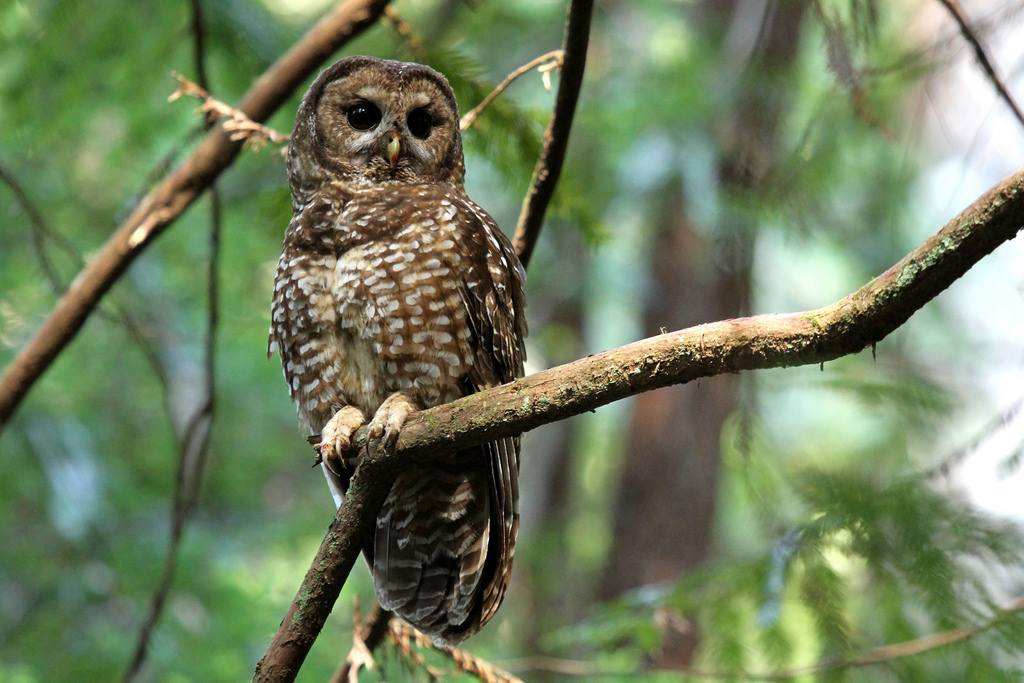 Gevlekte bosuil - Strix occidentalis